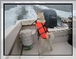 Norsk Buhund, fale, motor�wka