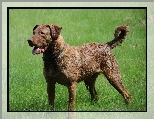 Pi�kny, du�y, Chesapeake Bay retriever