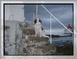 P�ochacz holenderski, Kooikerhondje, schody