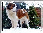 Du�y, pysk, Bernardyn